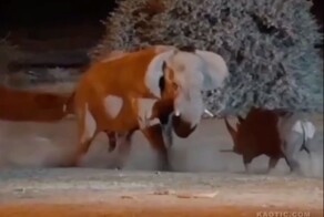 Слон и носорог: кто сильнее — сухопутный гигант или мощное непарнокопытное