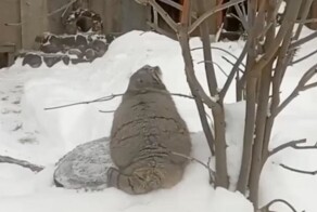 Манул и дерево