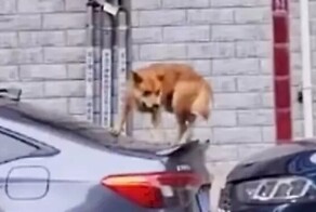 Пёс совершил дерзкий побег из квартиры