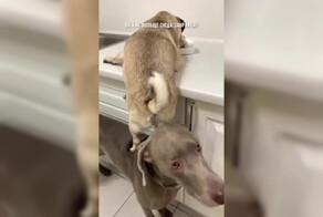 Интересно, кто из них придумал этот план?