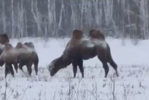 На трассах Омской области разгуливают косули, в снежных поля пасутся верблюды