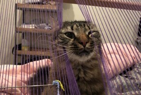 24 кадра, которые доказывают, что жизнь с кошкой - сплошная комедия