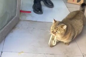 Кот, который каждый день приходит в кафе за порцией лапши