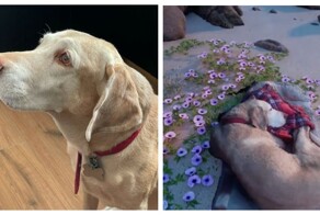 Мужчина создал мир, в котором может видеться с умершей любимицей