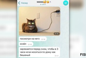 Плюс 16 причин завести котика