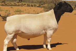 Дорпер: "голая" овца из Африки