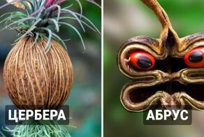 14 самых опасных растений в мире, которых обязательно следует остерегаться