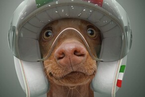 13 самых быстрых пород собак в мире на стильных портретах от фотографа из Лондона