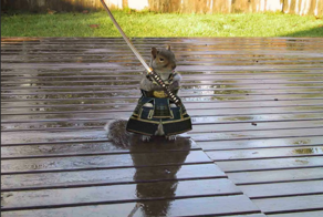 В Японии решили уничтожить белок-вредителей