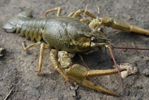 Непростой тест по членистоногим