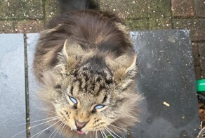 20 "опасных" животных, которые до ужаса напугали хозяев