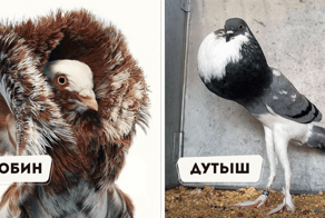 15 необычных пород домашних птиц, чей внешний вид выходит за грани обыденного