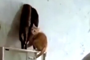 Побег нашкодивших котов