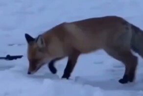 Рыжая воровка стащила щуку у рыбака