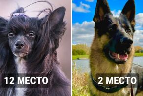 17 пород собак, которые являются самыми агрессивными по мнению учёных