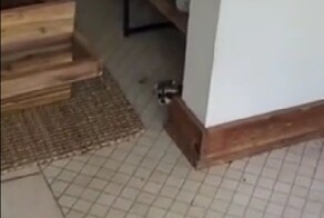 Детёныш енота проник в дом