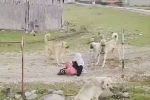 Да ну что вы, они же не кусаются: в Турции стая собак напала на женщину