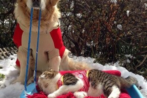 Сами с усами сели на сани