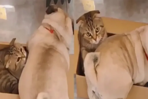 С милым рай и в коробке: мопс доказал, что любящим жилплощадь не важна