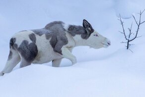 Мужчина сфотографировал «сказочного лося» в лесу