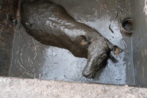 Люди увидели корову, застрявшую в выгребной яме