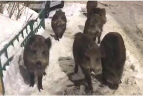 В Подмосковье кабаны увязались за женщиной