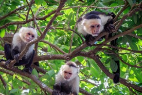 Животные-каннибалы: 12 существ, пожирающих себе подобных