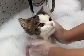 Новый тренд интернета: спа-процедуры для домашних любимцев