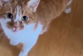 Разные виды мяуканья кота