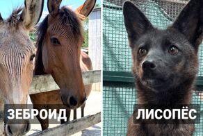 11 реально существующих гибридов животных, которых нелегко встретить в природе