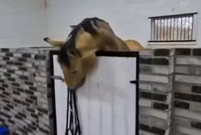 Лучше не шутить с лошадками