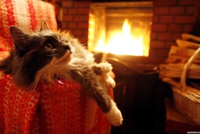 Котики у камина