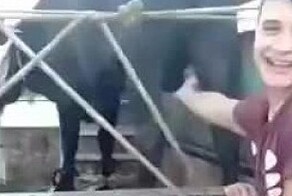 Бык проучил подкравшегося к нему наглеца