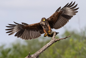 Пустынный канюк: птица, которая охотится в организованной стае