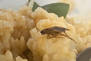 15 человек, которые хотели пообедать, но что-то пошло не так