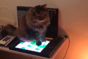 Кот-музыкант записал расслабляющий эмбиент