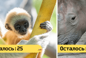 14 редких видов животных, которых на планете осталось менее 100 особей