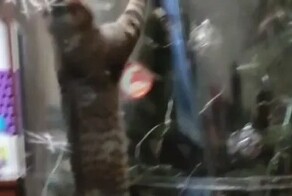 Владельцы кота нашли способ защитить наряженную елку