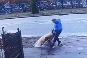 Машина для убийства: нападение питбуля на золотистого ретривера