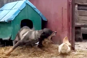 Курица выгнала пса из будки
