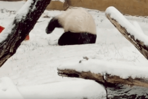 Панда радуется выпавшему снегу