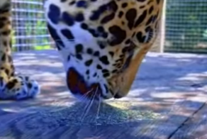 Реакция ягуара на кошачью мяту&nbsp;