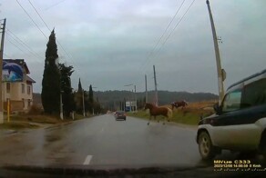 Без ДТП. Встреча с двумя "лошадиными силами"