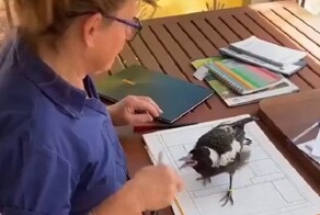 Сороки тоже могут быть ручными и ласковыми