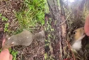 Белочка похвасталась перед человеком своим гнездом