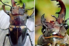 Гинандроморфы:  одна из самых редких и удивительных мутаций у животных