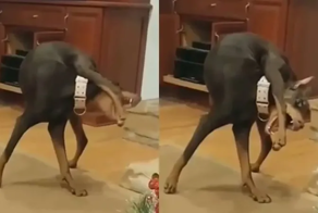 Доберман пытался поймать свою лапу