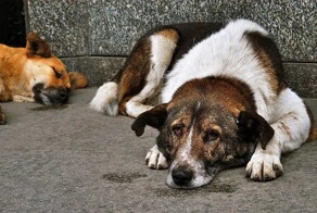 «Всё-таки жестокое обращение с животными - это статья УК»: в Чите активисты провели митинг против эвтаназии бездомных собак