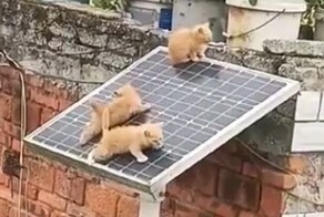 Котята на солнечной батарее напугали пользователей сети