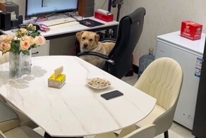 Находчивый ретривер и&nbsp;наивный хозяин